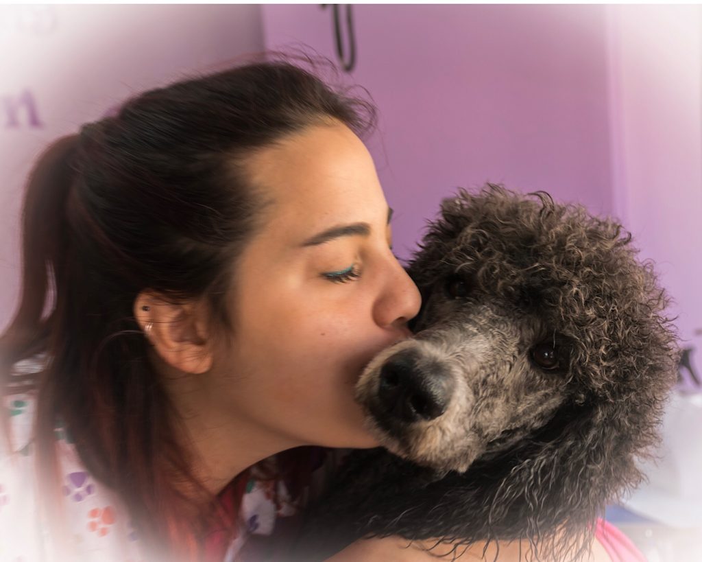 Peluquería canina caniche gigante